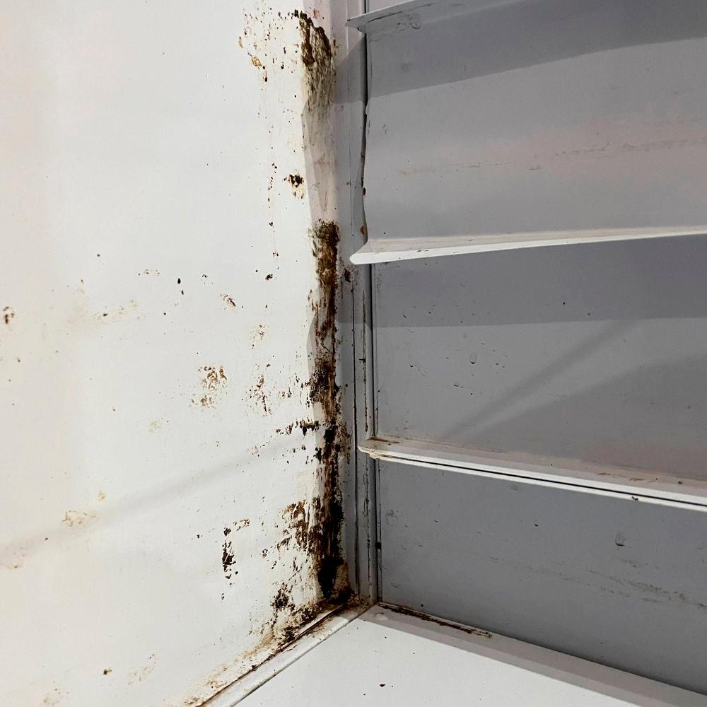 SEMINOVO - Kit Armário Crescimento Para 20 Esteiras AC20 + 26 Esteiras/formas - Venâncio